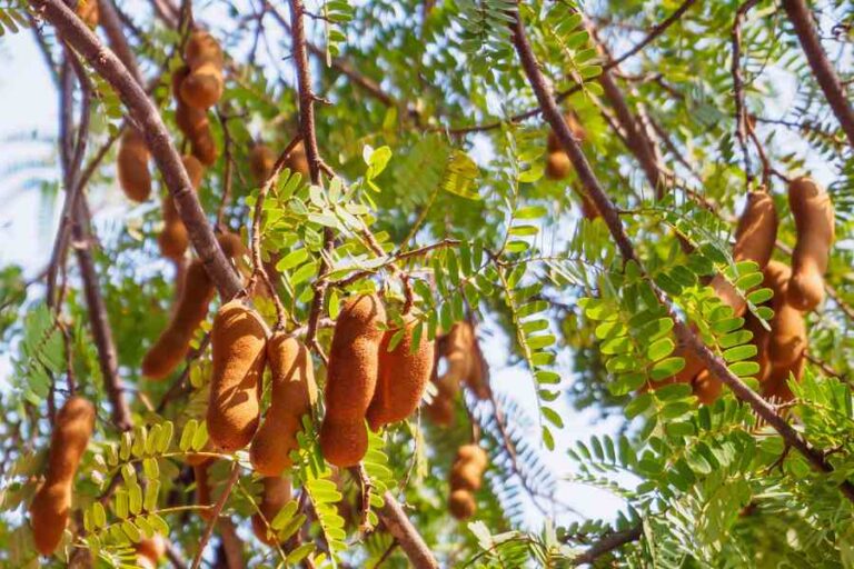 Produce highlight: all about tamarind – hospitality