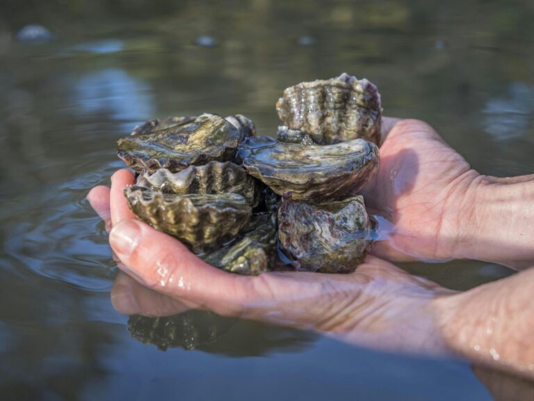 Australia’s greatest Sydney Rock oysters revealed – hospitality