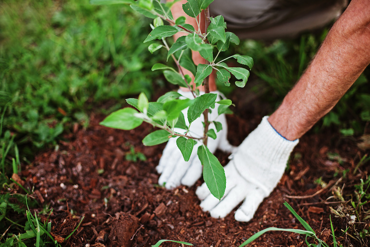 KSL Resorts Companions With Evertreen to Plant 1,300 Bushes in Kenya