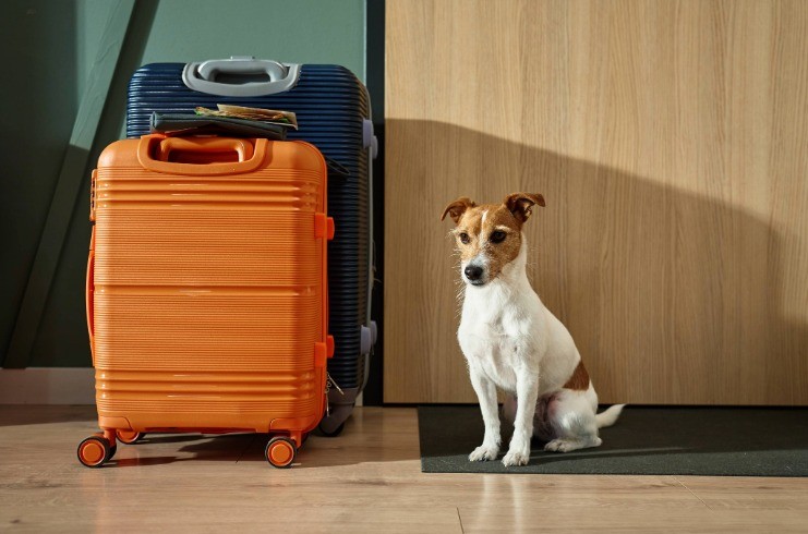 Staypineapple Introduces Pet Wellness Program — LODGING