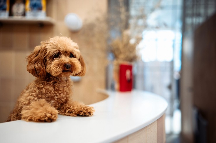BARK Air Launches BARK Comfortable Concierge Service — LODGING